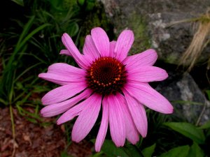 Purple Coneflower