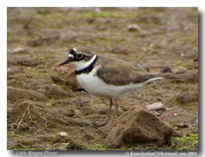 Little Ringed Plover