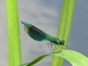 Banded Demoiselle