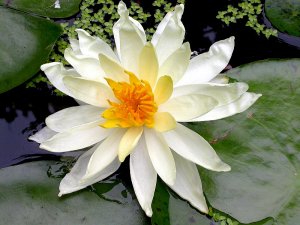 Water Lily