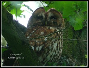 Tawny Owl