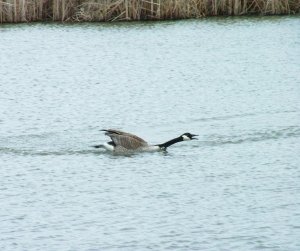 This is how to do breast stroke!