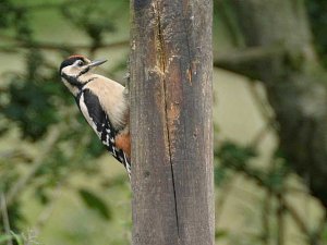 Great Spotted Woodpecker