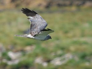 Hen Harrier