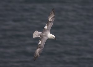 Fulmar