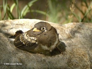 Elegant Trogon fledgling