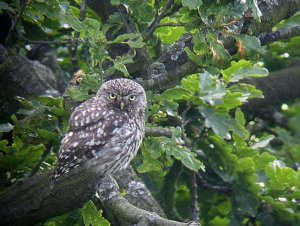 Little Owl