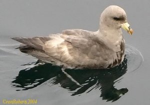 Northern Fulmar