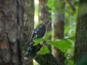 Cooper's Hawk, Juvenile