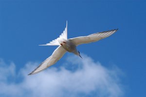 Arctic Tern