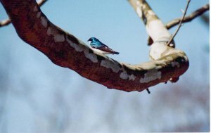 Tree Swallow