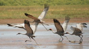 5 stages of takeoff