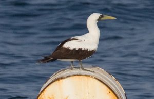 My first Masked Booby !