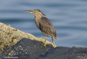 Young Striated Heron