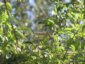 Willow Warbler 01