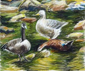 Valley Green Geese and Mallard