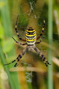 Wasp Spider