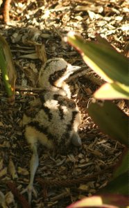 fluffy stone curlew