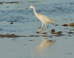 white faced heron