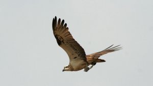 osprey with fish