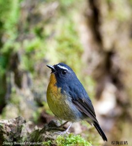 Snowy Browed Flycatcher