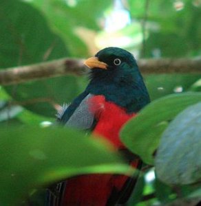 Lattice-tailed Trogon