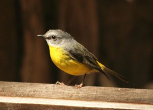 eastern yellow robin