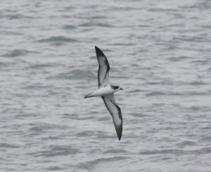 Galapagos Petrel