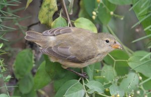 Woodpecker Finch