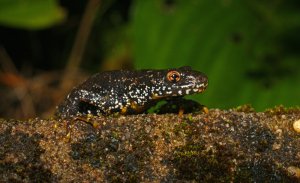 Great Crested Newt