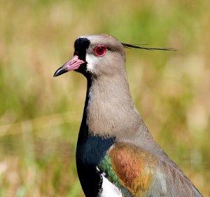 Southern Lapwing