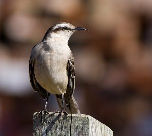 Chalk-browed Mockingbird