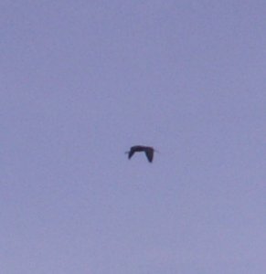 glossy ibis - caistor st edmunds