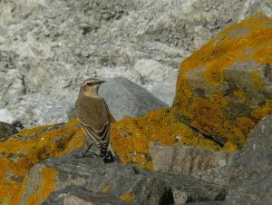 Wheatear (my first)