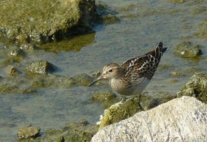 Pectoral Sandpiper