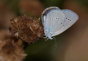 Small Blue