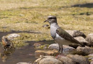 Andean Lapwing