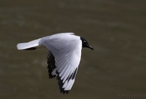 Andean Gull