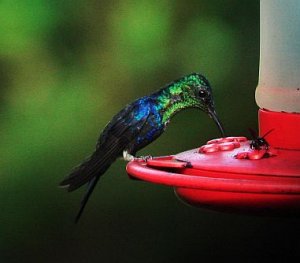 Violet-crowned Woodnymph