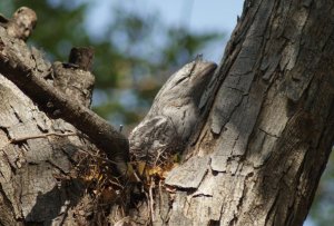 Tawny Frogmouth