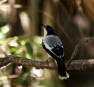 Silver-backed Butcherbird