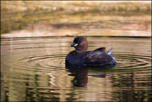 Little Grebe