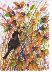 Nature's Bounty. Blackbird.