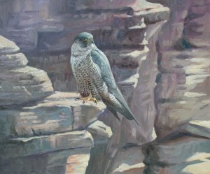 'High - Peregrine' - painting