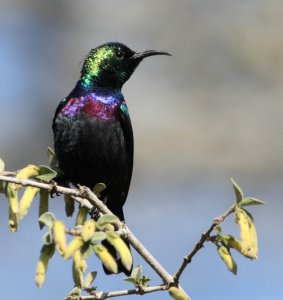 Purple-banded Sunbird