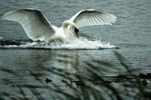 Mute Swan Landing