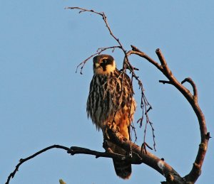 Hobby - In the Evening Sun
