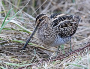 Common Snipe