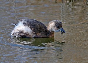 Little Grebe eating a caddis larva