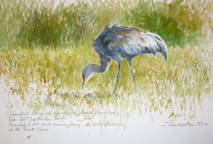 Sandhill Crane In Orkney - colour sketch